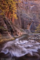 narrows, zion, leaves, river